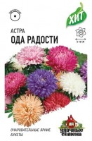 Астра Ода радости ХИТ: Цвет: https://sibsadsemena.ru/index.php/katalog/product/view/83/91690
Растение высотой до 60 см, кустовое, стебли крепкие. Соцветия густомахровые темно-синей, ярко-красной, нежно-голубой, светло-розовой и чисто-белой окраски, 8-10 см в диаметре. Цветение раннее и продолжительное (июль-октябрь). Для выращивания подходят хорошо освещенные участки с плодородной суглинистой или супесчаной почвой. Выращивают чаще всего рассадным способом. Используются для получения срезки и оформления клумб и бордюров. Фасовка 0,2г