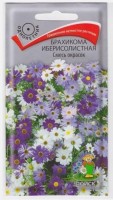 Брахикома Иберисолистная Смесь окрасок (Код: 65532): Цвет: https://sibsadsemena.ru/index.php/katalog/product/view/86/73510
Очень грациозное, сильноветвистое растение, высотой 25 см. Листья перисто-рассеченные.Соцветия-корзинки 3-3,5 см в диаметре. Декоративные кустики с многочисленными белыми, синими, фиолетовыми или лилово-розовыми цветками обильно цветут с середины июня по октябрь. Используют для клумб, рабаток, бордюров, каменистых горок, горшечной культуры.Агротехника. Растение предпочитает легкие, плодородные, хорошо дренированные почвы и солнечные места. Размножают посевом семян в марте-апреле в ящики с легким песчаным грунтом. Семена слегка вдавливают в почву, не присыпая землей. Посадочную емкость накрывают стеклом и ставят в освещенное место. При температуре +20