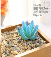 Суккулент искусственный / GN144 /уп 100/: Цвет: https://galeontrade.ru/catalog/tsvety_floristika_dekor/sukkulenty_iskusstvennye/7841/
Код: 682845; Материал: Пластик; Прямые поставки?Товары поставляемые напрямую от производителя: Да