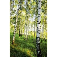 Фотообои К-117 «Берёзовый лес» (4 листа), 140 × 200 см: 