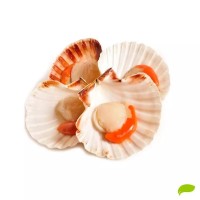 Гребешок на половине раковины с икрой 17/20, 1 кг.: Морской гребешок – уникальный морепродукт с минимум жиров, отсутствием углеводов, низкой калорийностью и, конечно, исключительным и неповторимым вкусом.

Одним из самых изысканных деликатесов среди морепродуктов является морской гребешок – головоногий моллюск, который практически не содержит жира, при этом белка в нем очень много.

Являясь низкокалорийным продуктом, он хорошо усваивается организмом, поэтому часто является элементом лечебного и диетического питания, направленного на уменьшение массы тема. Мясо моллюска содержит всего 88 ккал на 100 грамм, ни грамма углеводов, 15 г белка, 2 грамма жира и 70 грамм воды.


В ЧЕМ УНИКАЛЬНОСТЬ ГРЕБЕШКА?

Химический состав морского гребешка разнообразен и богат, так он содержит:


- микро- и макроэлементы: йод, сера, железо, магний, фосфор, медь, цинк, марганец, кобальт, молибден;

- полиненасыщенные омега-кислоты;

- поливитаминный комплекс: В1, В12, РР, А


Морской гребешок богат кальцием, этот биокальций совершенно не содержит токсинов, не оказывает вредного воздействия на организм, поэтому его рекомендует включать в рацион детей с недостатком микроэлемента.

ПОЛЬЗА ДЛЯ ОРГАНИЗМА

Уникальный состав морепродукта оказывает лечебный и оздоровительный эффект на организм. Продукт богат триптофаном, который регулирует аппетит и способствует улучшению настроения, кроме того селен оказывает сильнейший антиоксидантный эффект. При регулярном употреблении морских гребешков оздоровляется весь организм:


- укрепляется нервная система и костный аппарат,

- нормализуется работа щитовидной железы,

- нормализуется клеточный метаболизм,

- повышается потенция,

- укрепляется иммунитет.


В странах Азии, морской гребешок один из основных ингредиентов для блюд у людей с атеросклерозом, тромбами, при постинфарктных состояниях, так как большое количество полиненасыщенных кислот в его составе способствует очистке кровеносных сосудов от холестериновых бляшек. У пациентов с нарушением кровоснабжения головного мозга и после инсульта рацион с морскими гребешками способствует восстановлению нормального функционирования высшей нервной деятельности благодаря большому содержанию витамина В12, ускоряется процесс формирования миелиновой оболочки нервных волокон.


Являясь одним из лидеров среди пищевых продуктов по содержанию коллагена, он крайне полезен для женщин, так как при употреблении его в пищу улучшается состояние волос, кожи и ногтей.