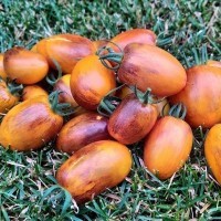 Томат Атомный закат 10 шт: Очень вкусные и красивые коктейльные томатики (40-60г) с антоцианом на среднерослом кусте от Бреда Гейтса.