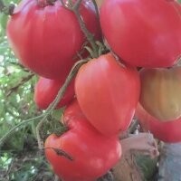 Томат Говядина с куста 10 шт: Очень урожайный, высокорослый куст с классическими плодами - крупные (400-600г), красные, со сладостью.