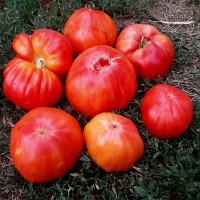 Томат Анна Мейер 10 шт: Жёлто-розовая арбузная мякоть. Очень ароматные, вкусные плоды весом до 0,5кг. Индет.