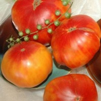 Томат Армянские 10 шт: Куст высокорослый, плоды очень вкусные, сладкие весом в среднем 400г.