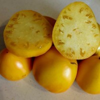 Томат Бразильский принц 10 шт: Высокорослый, среднеспелый, урожайный. Плоды жёлтые, красивой сердцевидной формы, массой 300-400г, мясистые, превосходного вкуса.