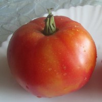 Томат Вифлеемский огонь 10 шт: Данный томат относится к полудетерминантным сортам. Кусты среднерослые, достигают высоты до 150см. Листья обычные, помидорные. Зрелые плоды имеют жёлто-оранжевый цвет с румянцем. Они очень крупные и плоскоокруглой формы. Масса каждого плода составляет от 300 до 400г. Мякоть плодов сочная. Сорт славится своим отличным вкусом. Мякоть плодов сладкая, дополненная фруктовым ароматом. Благодаря своим характеристикам сорт часто используется для приготовления сока, кетчупа и томатной пасты.