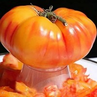 Томат  Восторг Арканзаса 10 шт: Мощный высокорослый куст с крупными (0,5-0,7кг) плодами. Вкусный, красивый полосатый биколор!