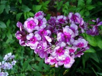Флокс Дракон: Флокс Дракон - темно-пурпурно-фиолетовый с серыми штрихами и маленьким карминовым ярким глазком. Соцветие округло-коническое, рыхловатое. Куст прочный, высота - 80-90 см. Размер цветка 4,3 см. Срок цветения - среднеранний.