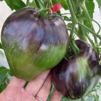 Томат Восставший звездный истребитель ВТ16 10 шт: Зеленоплодный индетерминант из серии Звездные войны от селекционера Расса Кроу (США). Хилый в рассаде преображается в теплице и одарит вас красивейшими вкусными плодами зеленого цвета с антоциановыми полосами. Спелость определяется на ощупь, цвет становится насыщенный зеленый. Форма плодов от сердец до бочонков. Масса плодов 100-220г, вкус фруктовый с легкой кислинкой, мякоть нежная, мармеладная.