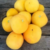 Томат Жёлтая мишень 10 шт: Среднерослый очень урожайный сладкий сорт. Шкурка как будто велюровая (не пушистая!). Масса 70-80г, хороши в консервации!