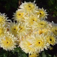 Хризантема корейская ГОМПИ ВАЙТ: Хризантема корейская, размер цветка 10-12 см, высота куста 70см, цветение август-сентябрь