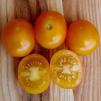 Томат ГНОМ Оранжевый черри 10 шт: Среднего срока созревания. Высота до 1м. Плоды черри, массой от 20-30г сладкие с тонкой шкуркой. Можно частично пасынковать но не увлекаться. Весь урожай на пасынках!! Лист картофельный,вариегатный, очень нарядный!!!