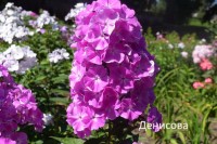 Флокс Кокетка: Флокс метельчатый Кокетка - цветки крупные, нежно-сиреневые с белым лучистым центром, лепестки волнистые, цветение очень пышное. Куст прочный, компактный, высотой до 75 см.