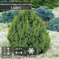 Можжевельник чешуйчатый Loderi: Цвет: в наличии
: Juniperus squamata Loderi
Местоположение: солнце, полутень
Размеры: высота 1,5м, диаметр 1м
Прирост: 5-10 см
Форма кроны: колоновидная
Хвоя: мелкая, игольчатая, мягкая. Зеленая с легким сизым оттенком.
Климатическая зона: 4 (-29 до -35°С)
В стоимость доставки входит упаковка ( короба, гофрорешетка ) ; доставка каждого короба до ТК платная. ТР возможны до 50%
