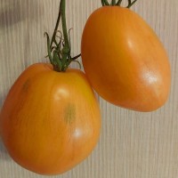 Томат Дынный ликёр 5 шт: Куст высокорослый (1,8 м), среднеранний. Относительно стабилен, но еще может расщепляться. Последние плоды могут быть с антонциановым покрытием.  Плоды красивые сердцевидные 200-350 гр. мякоть очень сладкая с небольшим количеством семян.