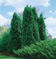 Туя западная Columna: Цвет: в наличии
: Thuja occidentalis 'Columna'
Синонимы названия : Columna
Применение : для солитерных посадок, формирования узких изгородей, создания вересковых садов и хвойных композиций, древесно-кустарниковых групп и композиций с травянистыми растениями
Общее описание : вечнозеленое дерево с элегантной узкой кроной
Высота  : высокорослая
Высота, м : 8-10
Диаметр, м : 1,5
Подходит для живой изгороди : да
Форма кроны : коническая, густая
Побеги : короткие побеги, которые плотно прилегают друг к другу
Скорость роста  : быстрорастущая
Вид : западная
Годовой прирост : в высоту 15-20 см, в ширину 5-7 см
В стоимость доставки входит упаковка ( короба, гофрорешетка ) ; доставка каждого короба до ТК платная. ТР возможны до 50%