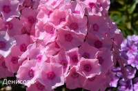 Флокс Милена: Флокс Милена - светлые бело-розовые цветки с насыщенной малиновой серединкой, около 4 см в диаметре. Куст невысокий, 55-65 см, и довольно раскидистый, его стебли прочные, не поникают под тяжестью соцветий. Цветет все лето, с июня до конца августа.