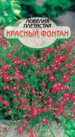 Красный фонтан плетистая лобелия 0,05 гр (ссс): Цвет: http://sibsortsemena.ru/catalog/01_semena/semena_tsvetnye_pakety/tsvety/lobeliya_1/krasnyy_fontan_pletistaya_lobeliya_0_05_gr_sss/
Внимание ! Цена действительна только при покупке ряда 10шт. При штучном выкупе наценка потавщика 50 %