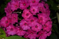 Флокс Нелли: Флокс Нелли - Ослепительно яркий, малиновый с пурпурным колечком цветок. В процессе цветения вокруг колечка появляются высветленные мазки, которые проявляются еще сильнее во второй фазе цветения. Куст прочный. Очень низкий сорт, высота взрослого растения 40-45 см. Цветки в диаметре до 4 см. Цветение июль-август.