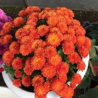 Хризантема Gigi Orange: Gigi Orange, 2-3см/40см, сентябрь, мультифлора