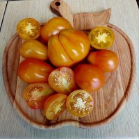 Томат Алмаатинский тюльпан жёлтый 10 шт: Он стал одним из любимых сортов! Супер-урожайный! Красивый! Вкусный! для консервации - идеален! Куст высокорослый, среднеспелый, плоды - 30-50г.