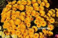 Хризантема мультифлора Jacqueline yellow: 