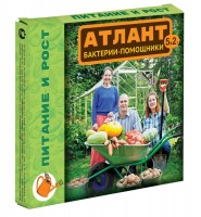 Атлант питание и рост (5*2г) ВХ (48 шт): Цвет: http://sibsortsemena.ru/catalog/07_udobreniya/vodorastvorimye_udobreniya/atlant_pitanie_i_rost_5_2g_vkh_48_sht/
Повышает плодородие почвы, обеспечивает более интенсивное питание и рост, обеспечивает профилактику бактериальных и грибных заболеваний. Это принципиально новый комплекс, в котором все формы микроорганизмов работают последовательно, не угнетая друг друга. Атлант бактерии-помощники. ПИТАНИЕ И РОСТ     формирует правильный биоценоз микроорганизмов в корневой и прикорневой зоне растения     насыщает корневую систему азотом биологического происхождения     предотвращает листовые и стеблевые заболевания     угнетает фитопатогены, вытесняет патогенную микрофлору     переводит фосфорные соединения в легко доступные для растений формы     выделяет биохимические соединения, стимулирующие рост растений     значительно увеличивает урожай