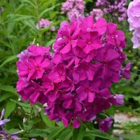Флокс Пурпурная малышка: Флокс Пурпурная малышка - Цветки звездчатые, ярко-пурпурные, не выгорают. Соцветие овально-коническое Высота взрослого растения 50-60 см. Цветки в диаметре до 4 см. Цветение июль-август.