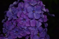 Флокс Старый замок: Флокс Старый Замок – автор Г.В. и И.Н. Кругловы, выведен в 2010 году. Размер цветка 4.0 -4,5 см; высота куста 70 см; срок цветения Средний. Темный, фиолетово-пурпурный, половинка лепестка чуть светлее и темно-фиолетовое тонкое колечко.