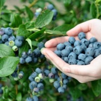 Голубика садовая Bluegold: Цвет: в наличии
: Vaccinium corymbosum Bluegold
В стоимость доставки входит упаковка ( короба, гофрорешетка ) ; доставка каждого короба до ТК платная. ТР возможны до 50%