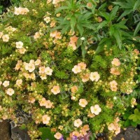 Лапчатка кустарниковая Daydawn: Цвет: в наличии
: Potentilla fruticosa Daydawn