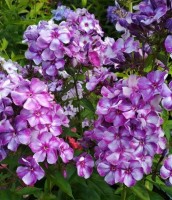 Флокс Шторм: Шикарный метельчатый флокс Шторм радует своим пышным цветением. Густые крупные соцветия (цветок диаметром около 3,8 см) великолепно смотрятся и удивляют своей красотой. Фиолетовые с белым просветлением и пурпурным центром цветы красиво вписываются и сочетаются с цветением других многолетних цветов. Цветение в июле - августе. Растение высотой до 90 см. Куст прочный. Также к достоинствам этого сорта можно отнести неприхотливость и зимостойкость.
