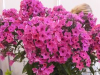 Флокс Красотка: ФЛОКС КРАСОТКА. Е.А. Константинова, 2012 г. Размер цветка 2,3 см, высота куста 90 см, срок цветения среднепоздний.