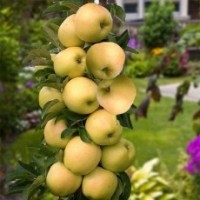 Яблоня Медок: Медок – колоновидная яблоня позднего летнего или раннего осеннего срока созревания, с мощной силой роста. Дерево среднерослое с компактной кроной, средней по ширине.
 