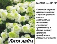 Гортензия Литл Лайм: 