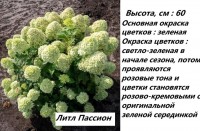 Гортензия Литл Пассион: 