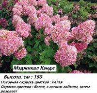 Гортензия Меджикал Кендл: 