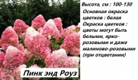Гортензия Пинк энд Роуз: 