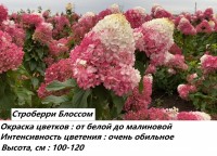 Гортензия Стробери Блоссом: 