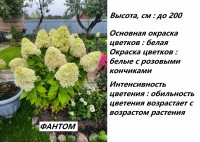Гортензия Фантом: 