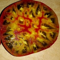 Томат Алмаатинский триколор 10шт: <p>Высокорослый среднеранний сорт. Плоды крупные 500-600 гр. Внутри зеленые с розовыми и оранжевыми разводами. Мякоть мясистая, плотная с отличным сладким вкусом.</p>