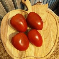 Томат Амарилло ржавое сердце 10шт: <p>Индетерминантный, среднего срока созревания сорт. Крепкий, высокий, в теплице выше 2 м. Отличная урожайность. Без претензий к погоде и месту посадки. Формировать куст оптимально в 3-4 стебля.&nbsp;Плоды среднего размера, 80-120гр. Сливовидные, с расширенной верхней частью, по форме похожи на сердца терракотового (кирпичного) цвета. Кожица крепкая, но не жесткая, стеночки плотные.&nbsp;Вкус сладкий с пряной ноткой. Назначение универсальное, они хороши как в свежем виде, так и в различных заготовках, включая цельноплодное консервирование, вяление, заморозку.</p>