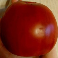 Томат Глинтвейн 10шт: <p>Очень вкусный сорт пурпурно-вишнёвого цвета. Куст высокорослый, крепкий. Плоды 300-500 гр.</p>