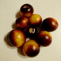 Томат Гондвана Луна 10шт: <p>Луна - один из пяти сортов серии Гондвана. Супер-антоциановый, очень красивый, очень урожайный, устойчивый к томатным болячкам сорт! Высота не более 1м. Вес 70-150г.</p>