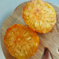 Мечта Людмилы 10шт: <p>Куст примерно 1,6-1,8 м. Ранний, красивый, вкусный, сладкий, урожайный. Основная масса плодов до 300 г, но есть и крупняки около 500 г.</p>