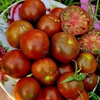 Томат Альянс повстанцев 10шт: <p>Аккуратные шоколадно-бордовые шарики с острым маленьким носиком. Цвет плодов очень красивый, густой вишневый, с отливами и переливами. Бурые плечики нежные, не грубые. Плоды крупные черри (ближе к коктейльным) весом 25-40 г. Среднеспелый. Кисти типа мультифлора, плодов в кисти до 100 штук. Вес одной кисти может быть до 2 кг. Мякоть сочная, 3-5 обильных семенных камер с зелёным гелем. Вкус насыщенный, интенсивный, с большой долей сладости, отдаленная кислинка ощущается при разжевывании кожицы, в мякоти её почти нет.</p>
