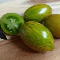 Томат ГНОМ Соус Мери 10шт: <p>Детерминантный, высотой 0,8- 1,2 м, среднеранний. Листья крупные, морщинистые. Формирование минимальное.&nbsp;Плоды вытянутые, сливовидные, зелёные с тёмно-зелёными разводами -полосками, массой 120-180 г, мякоть густая с малым количеством ссмян, вкус сбалансированный с преобладанием сладости.&nbsp;Урожайность стабильно высокая.</p>