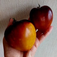 Томат Ананасный сержант 10шт: <p>Индет, более 2,0 м. Среднеспелый. Форма серцевидная. Масса 300-350 грамм. Цвет оранжево-малиновый с фиолетовым антоцианом. Разрез би-колорный. Мякоть сочная, плотная, напоминает мякоть ананаса. Вкус насыщенный, фруктовый. Куст требует хорошей подвязки. Можно выращивать в 2-3 стебля. В кистях 4-5 завязей. Плодоношение растянутое, до заморозков. Один из самых первых по периоду созревания из «Сержантов».&nbsp;Сорт подходит для свежего потребления, экзотических соусов и соков.</p>