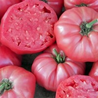Томат Брендивайн розовый 10шт: <p>Растение томата мощное, высокорослое. На открытой грядке обычно бывает не выше 120-150 см. В теплице вырастает до 180-200 см. Плоды крупные, средний вес 300-500 г, на нижних ветках плоды могут доходить до 1 кг. Мясистые помидоры вкусны в нарезках и салатах, зимних заготовках и вяленые кусочками.</p>